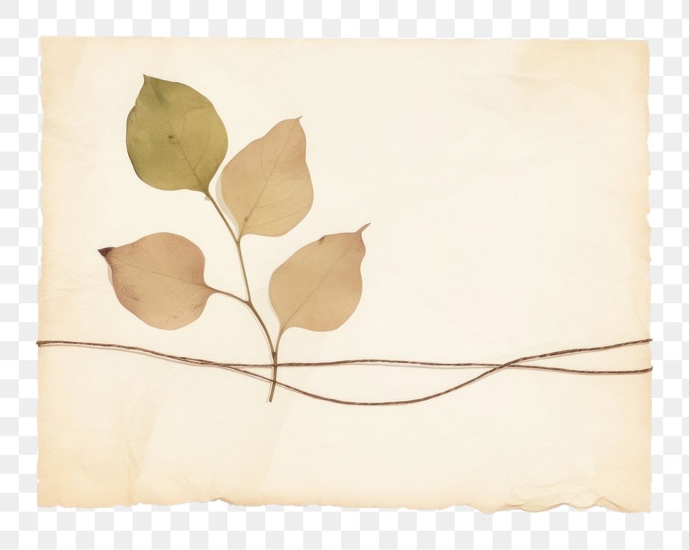 PNG Leaf bougainvillea plant with tape painting paper art. AI generated Image by rawpixel.