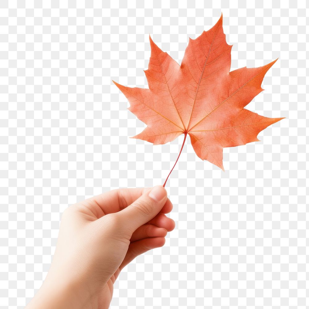PNG Hand holding maple leaf plant tree falling. AI generated Image by rawpixel.