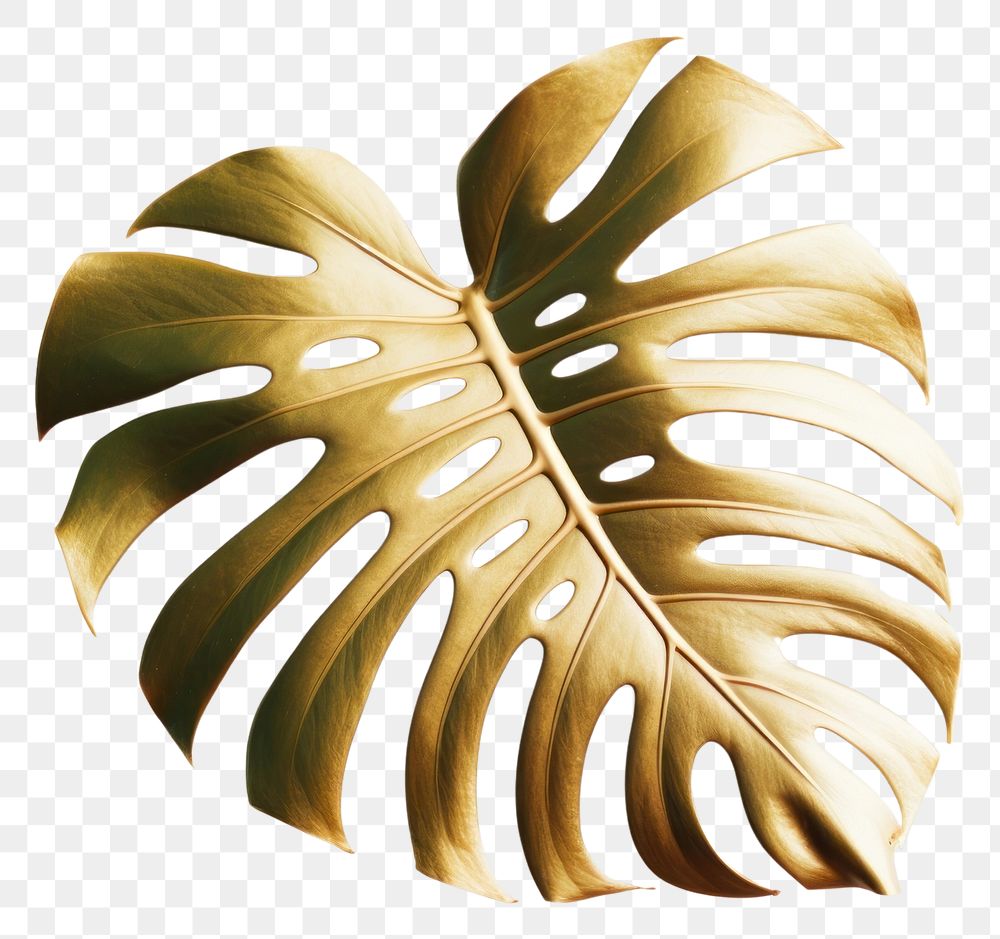 PNG  Monstera backgound plant leaf white background. AI generated Image by rawpixel.