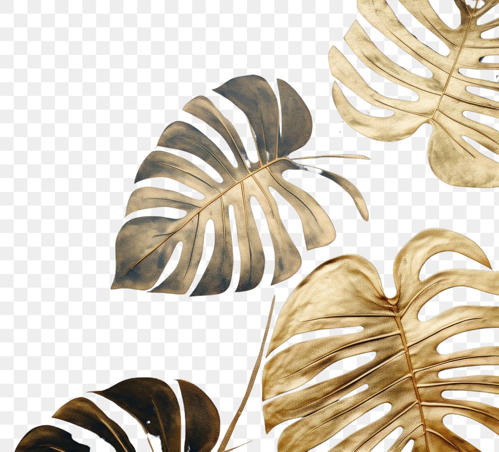 PNG  Monstera backgrounds outdoors plant. AI generated Image by rawpixel.