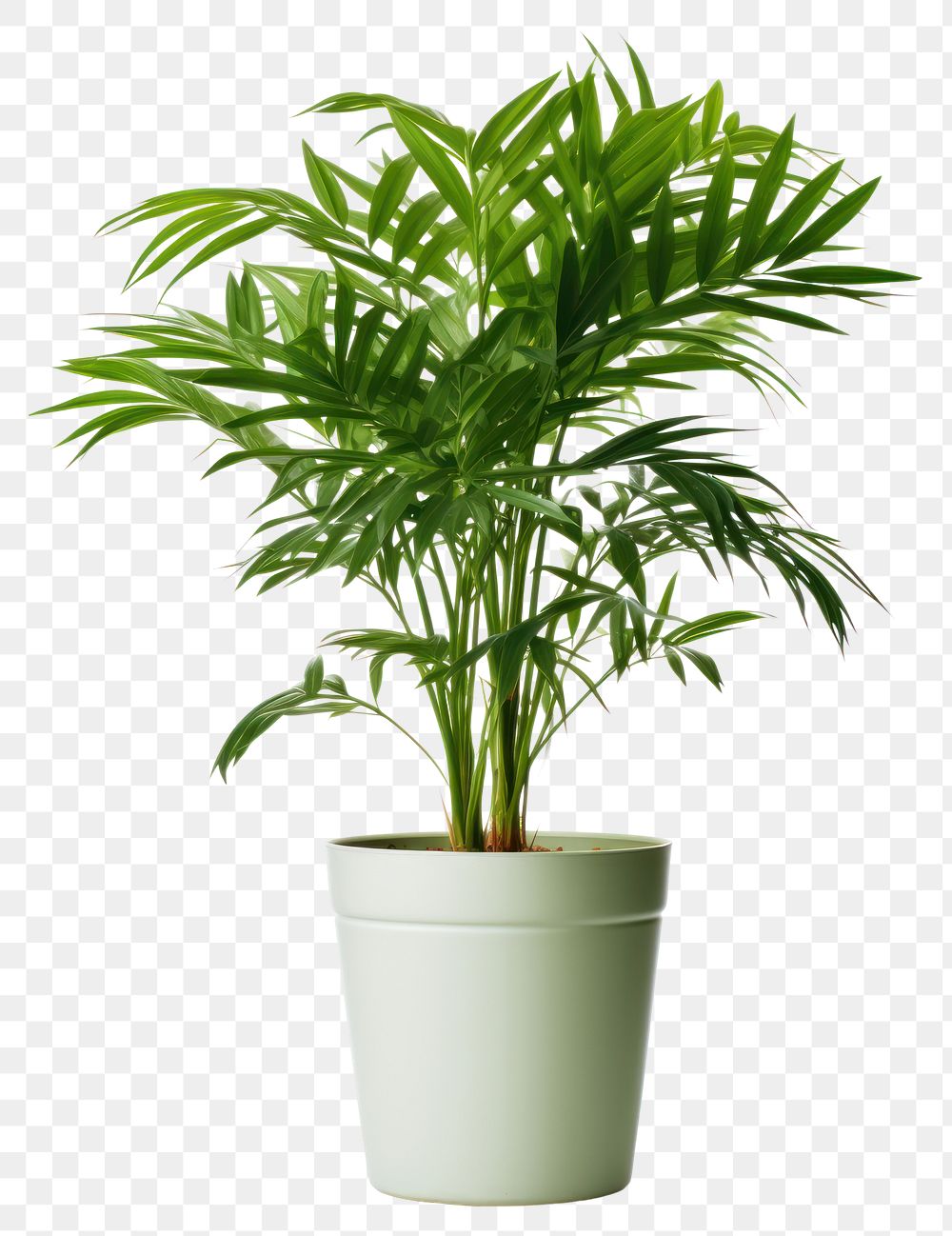 PNG Potted plant leaf white background houseplant