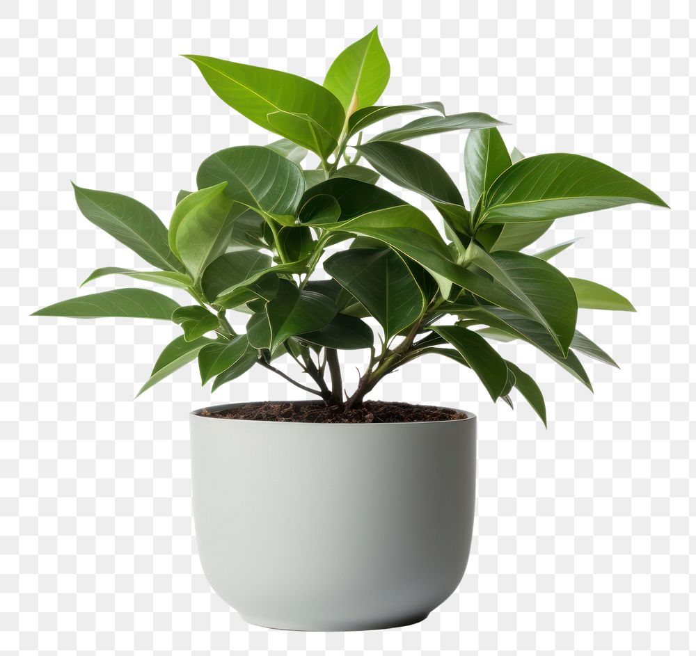 PNG Potted plant leaf white background houseplant. 