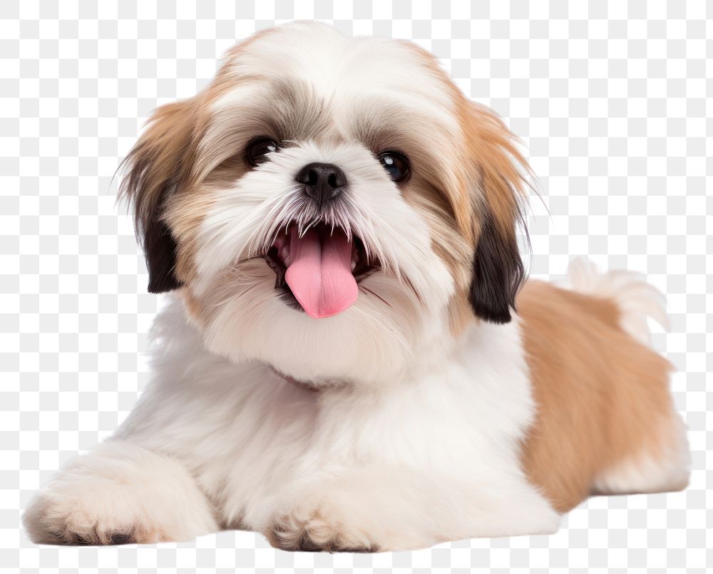 PNG  Shih Tzu dog mammal animal. AI generated Image by rawpixel.