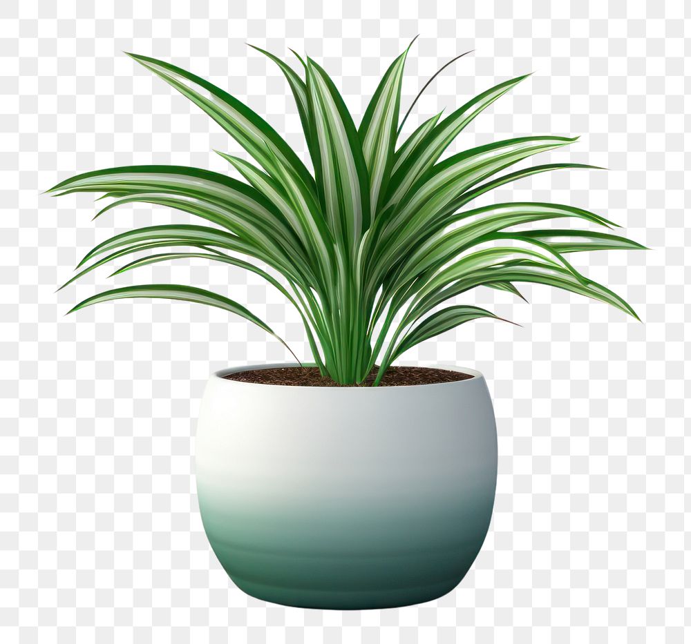PNG Spider plant leaf vase white background. AI generated Image by rawpixel.