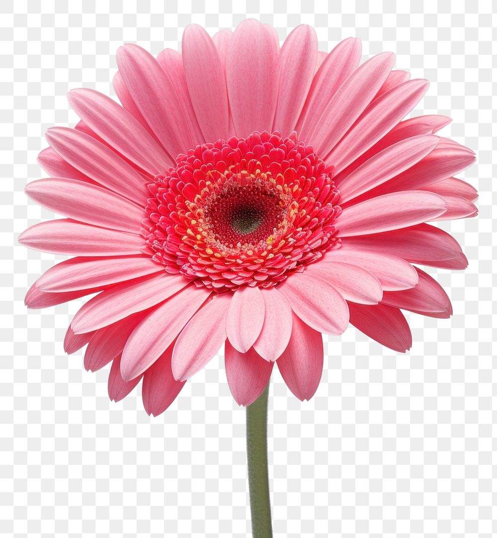 PNG  Gerbera Daisy daisy flower petal. AI generated Image by rawpixel.