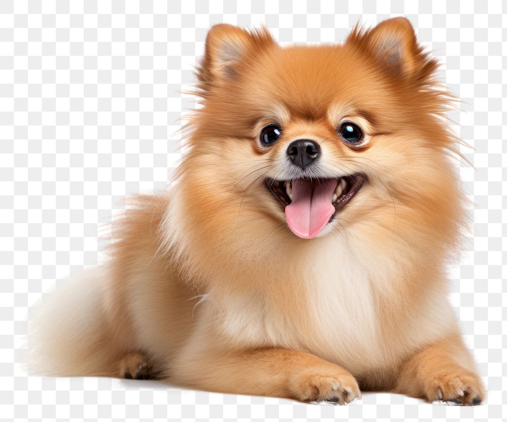 PNG Cute dog mammal animal pet. AI generated Image by rawpixel.
