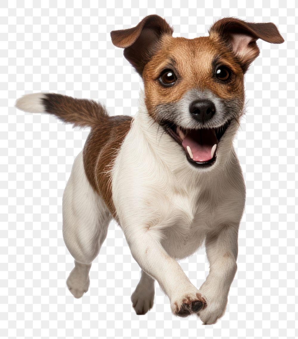 PNG Cute dogs jack russell mammal animal puppy. AI generated Image by rawpixel.