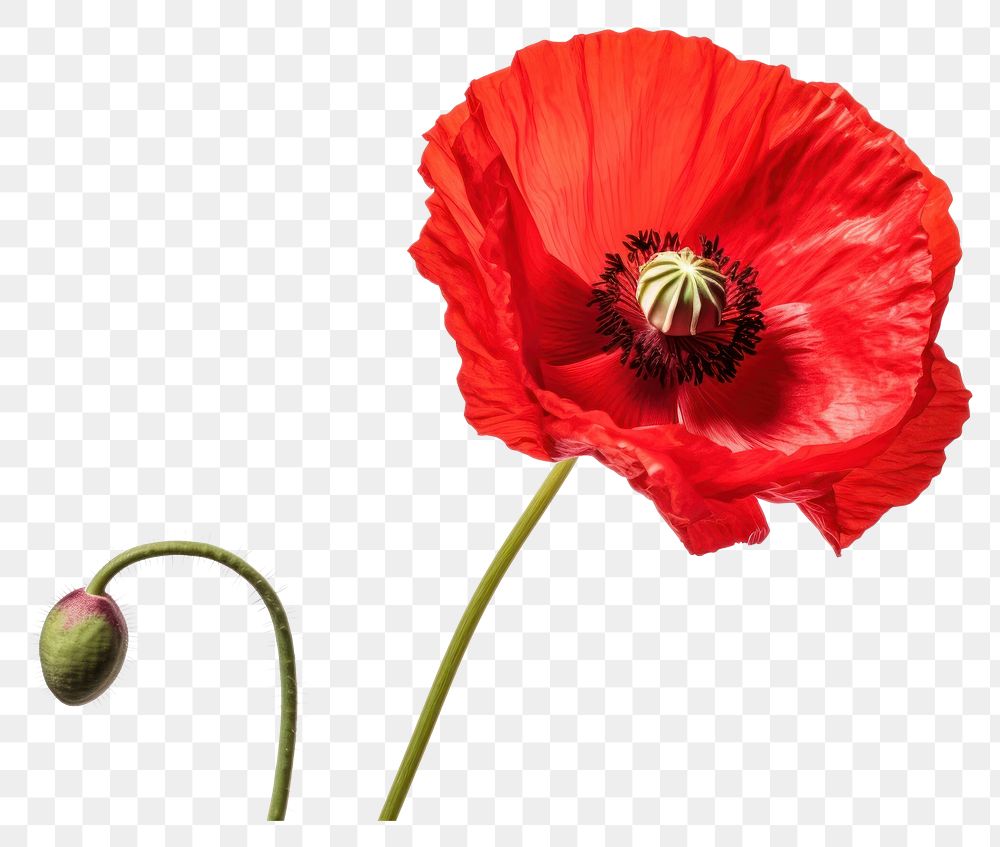 PNG Poppy flower poppy plant inflorescence. AI generated Image by rawpixel.