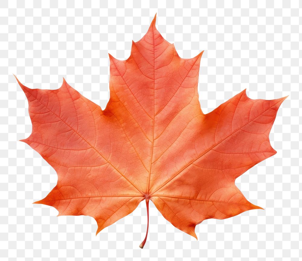 PNG Canada maple leaf plant tree white background. AI generated Image by rawpixel.