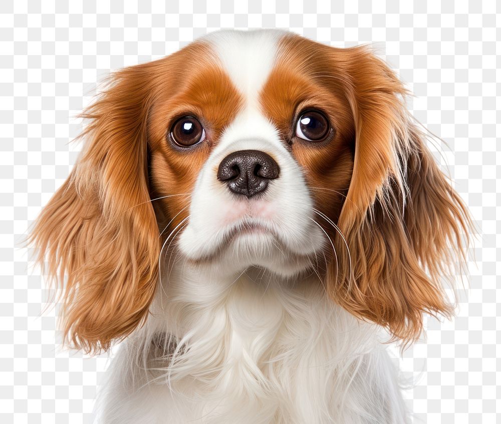 PNG Cavalier king charles spaniel papillon animal mammal. AI generated Image by rawpixel.