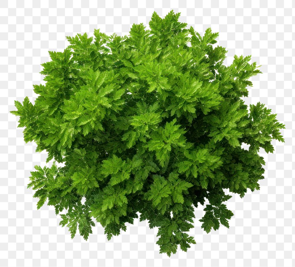 PNG  Green tree parsley plant herbs