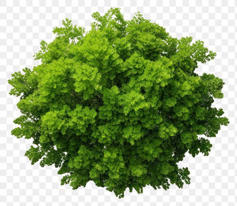 PNG  Green tree parsley plant herbs. AI generated Image by rawpixel.