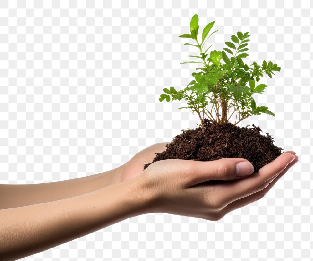 PNG Hand holding a tiny plant gardening planting nature. AI generated Image by rawpixel.