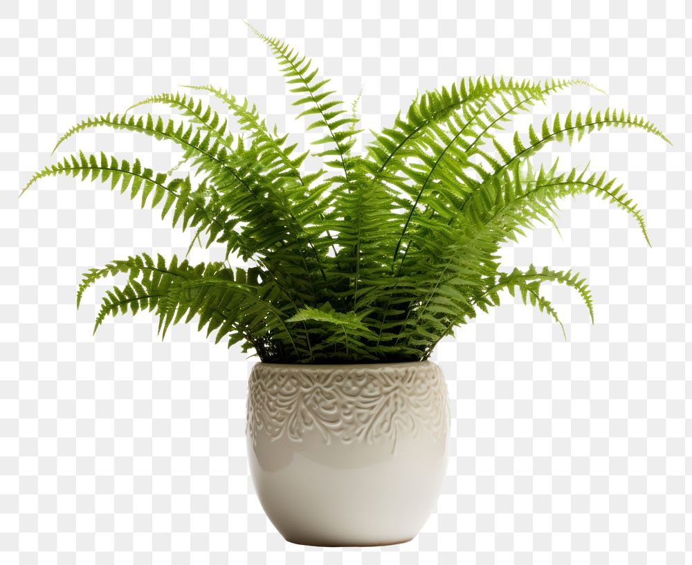 PNG Boston fern plant houseplant leaf. AI generated Image by rawpixel.