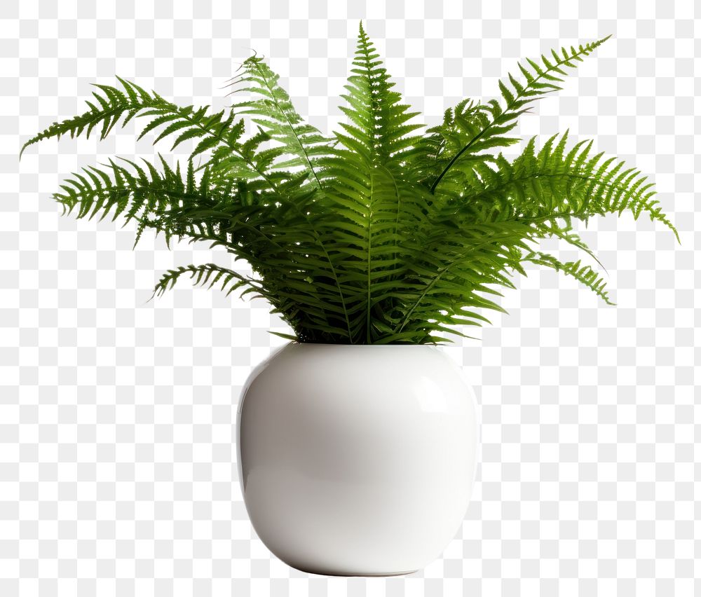 PNG Boston fern plant houseplant vase. AI generated Image by rawpixel.