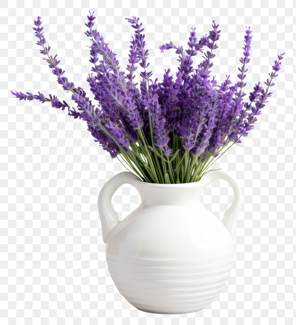 PNG Lavender in vase blossom flower plant. AI generated Image by rawpixel.