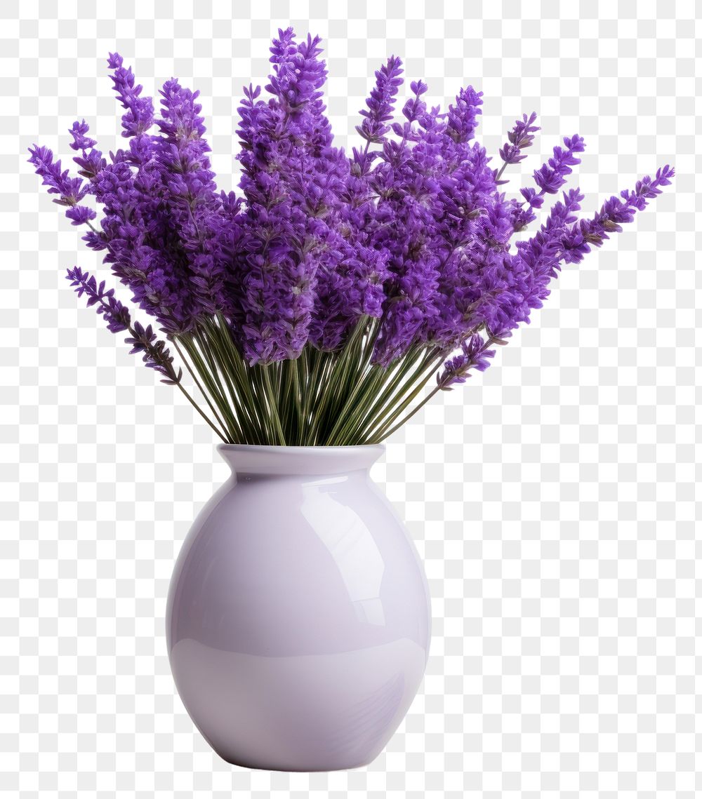 PNG  Lavender in vase blossom flower plant. AI generated Image by rawpixel.