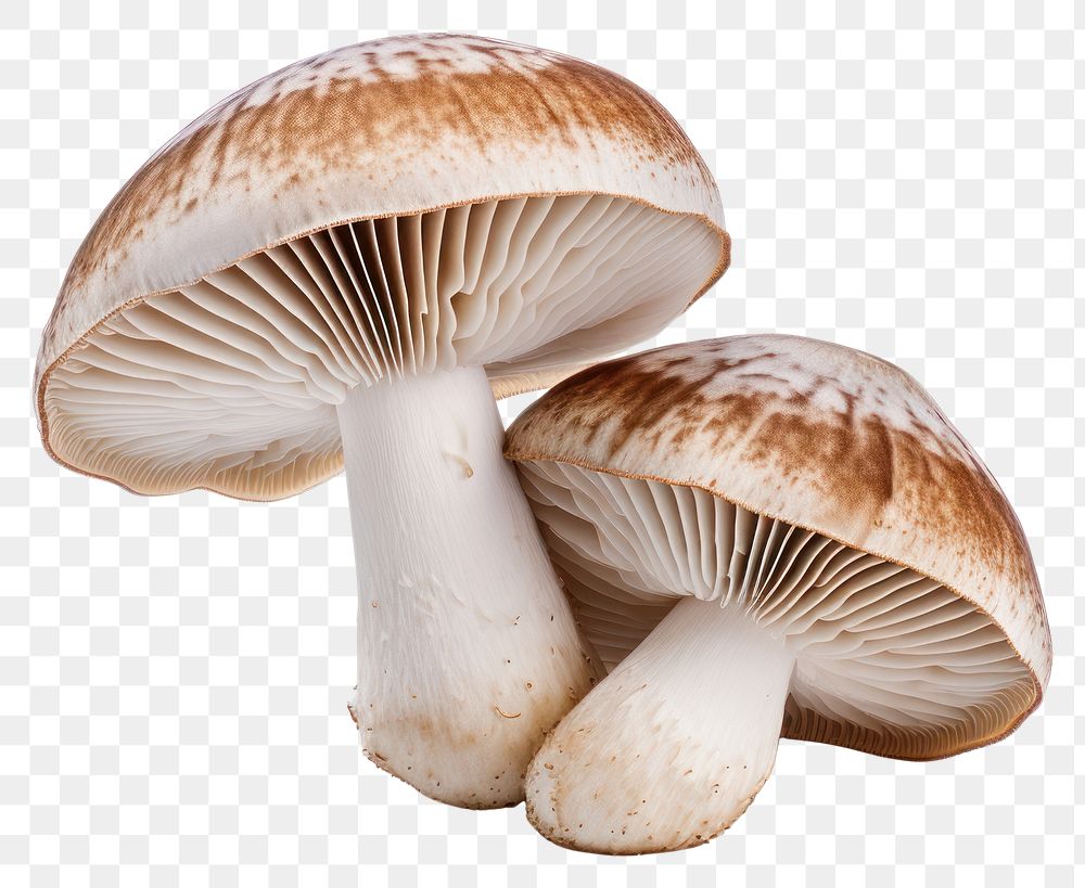 PNG  Macro closeup shitake mushrooms fungus white background agaricaceae. AI generated Image by rawpixel.