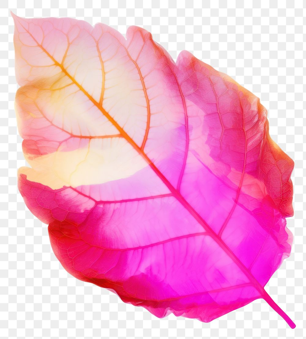 PNG Leaf petal plant white background. AI generated Image by rawpixel.