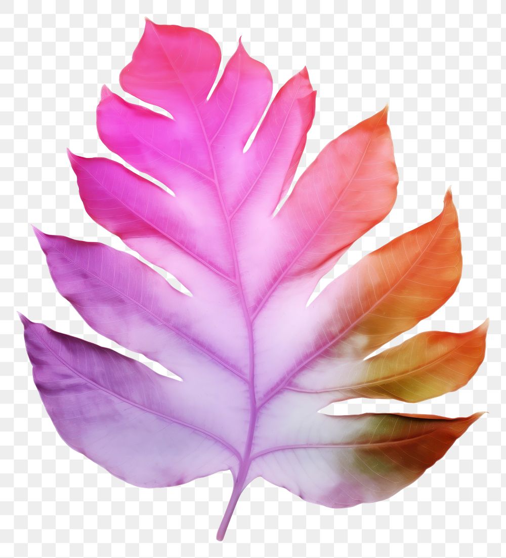 PNG Leaf plant white background creativity. AI generated Image by rawpixel.