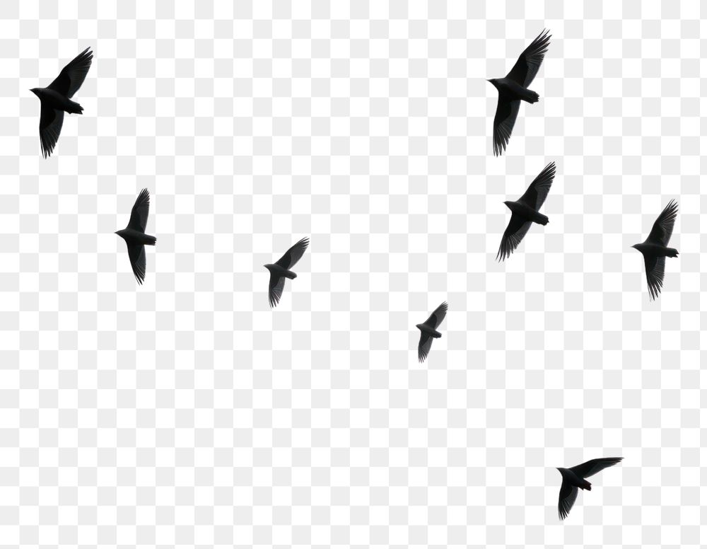 PNG Birds flying in the sky outdoors animal nature. AI generated Image by rawpixel.