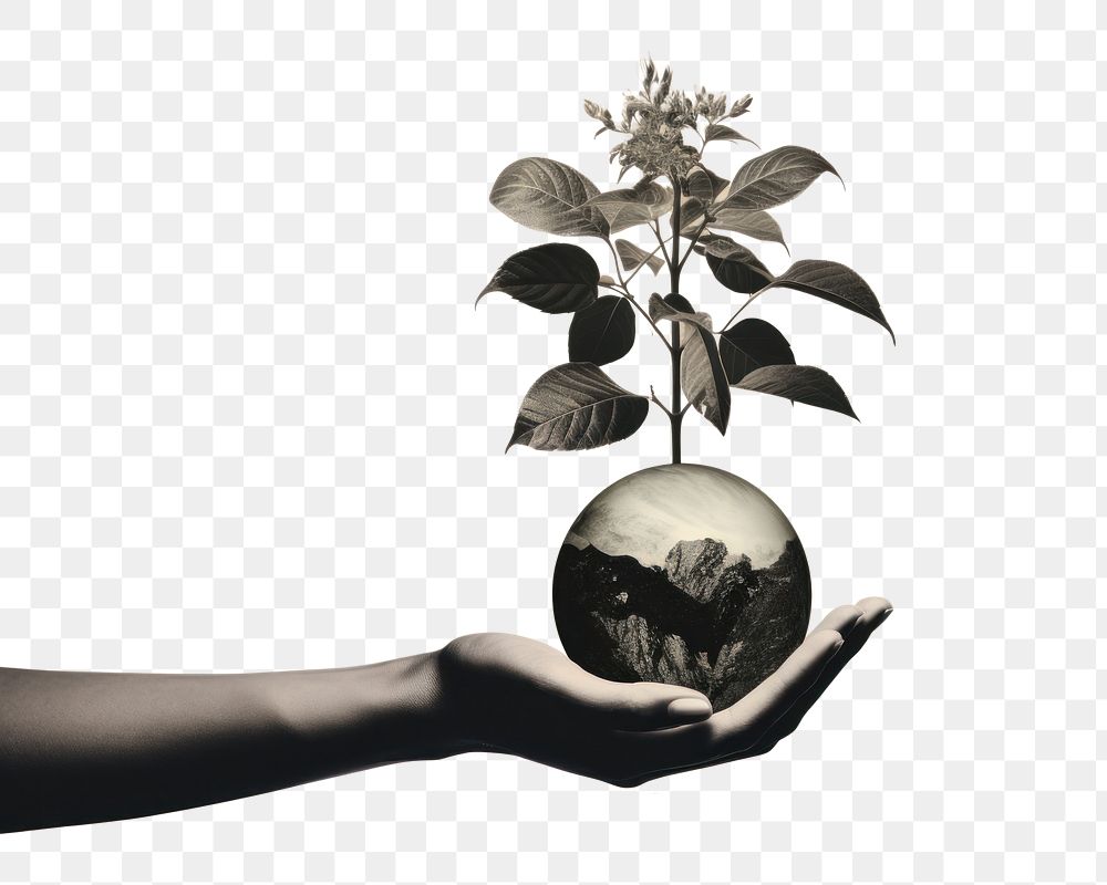 PNG A hand holding the earth with a plant growing out of it leaf photography monochrome. AI generated Image by rawpixel.