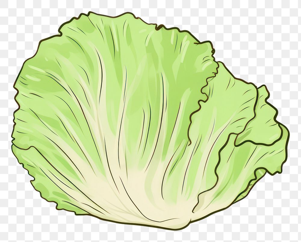 PNG  Lettuce vegetable cabbage plant. AI generated Image by rawpixel.