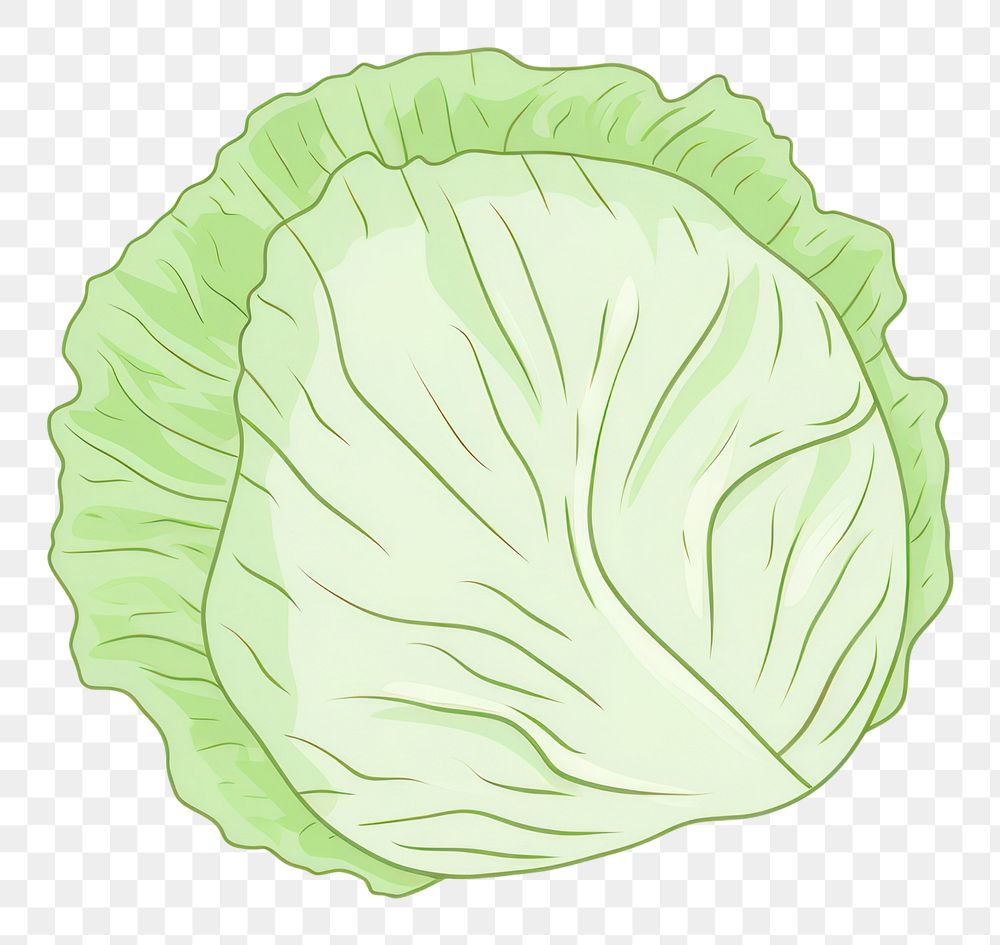 PNG  Cabbage vegetable food freshness. AI generated Image by rawpixel.