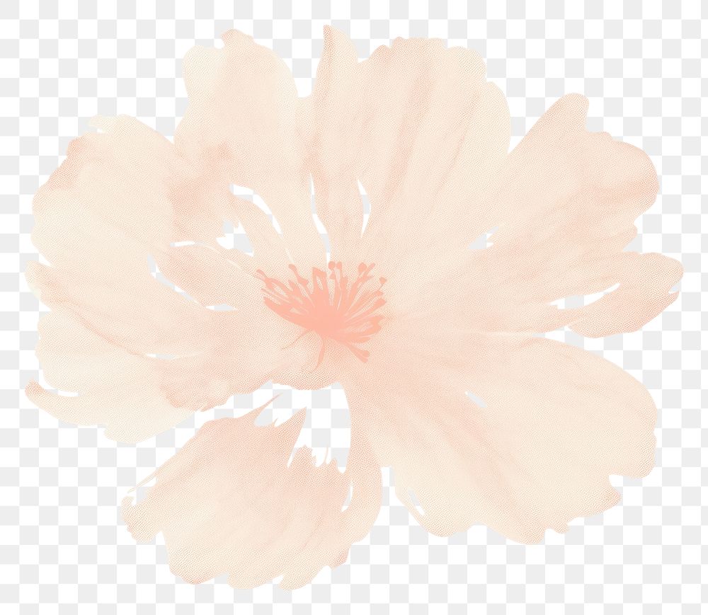PNG Peony backgrounds flower petal. AI generated Image by rawpixel.