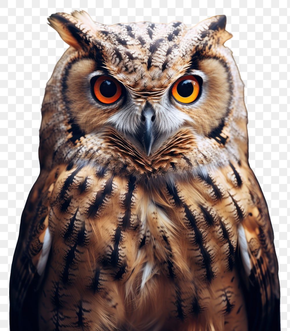 PNG An owl portrait animal beak bird. AI generated Image by rawpixel.