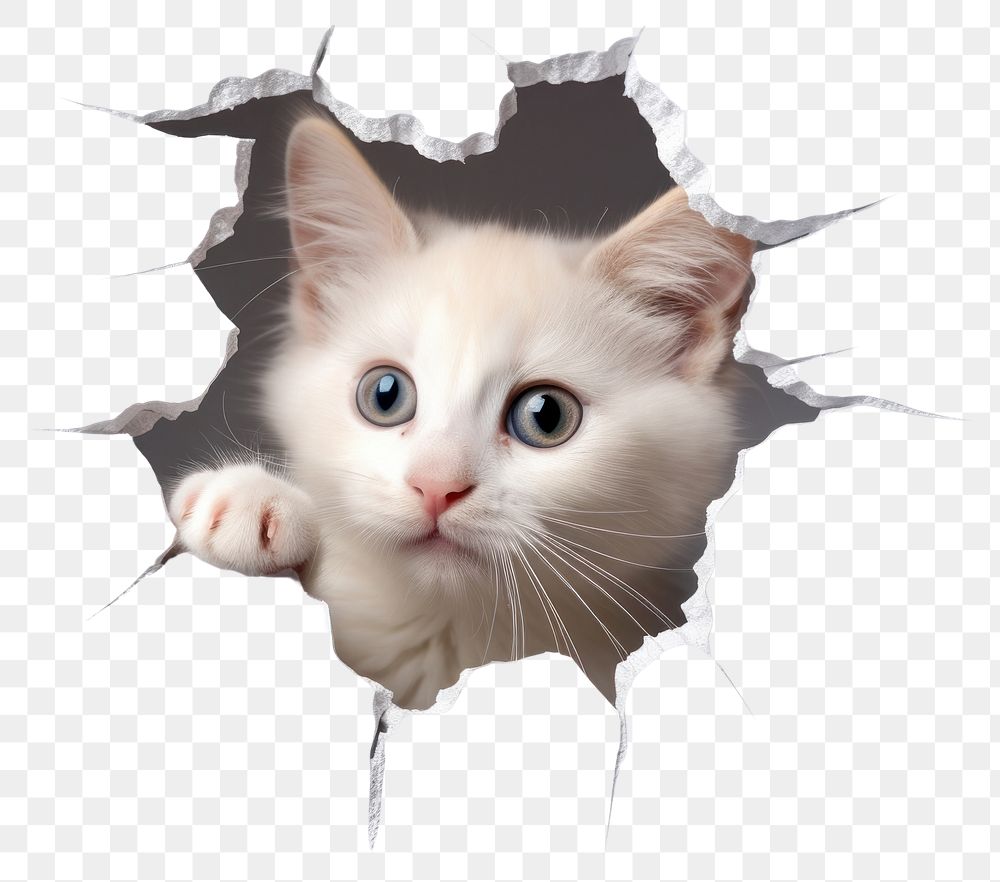 PNG Cat peeking out and try to step through a torn paper hole portrait animal mammal. AI generated Image by rawpixel.