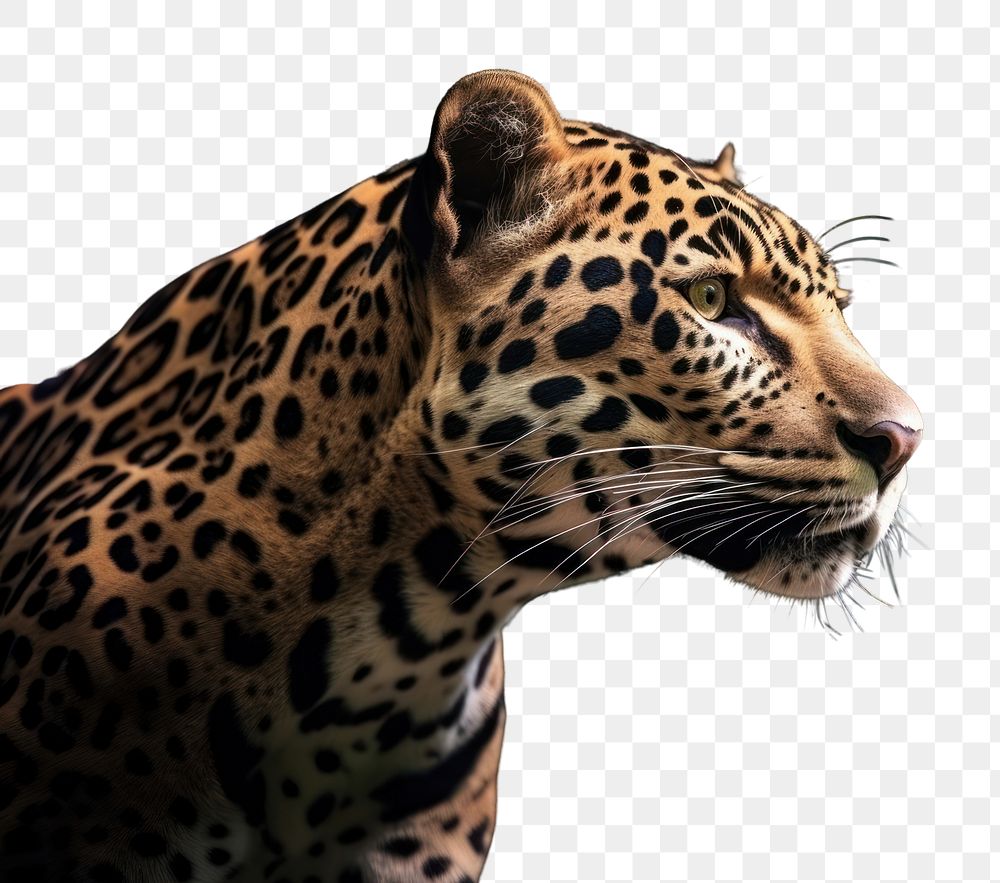 PNG  A leopard wildlife animal mammal. AI generated Image by rawpixel.