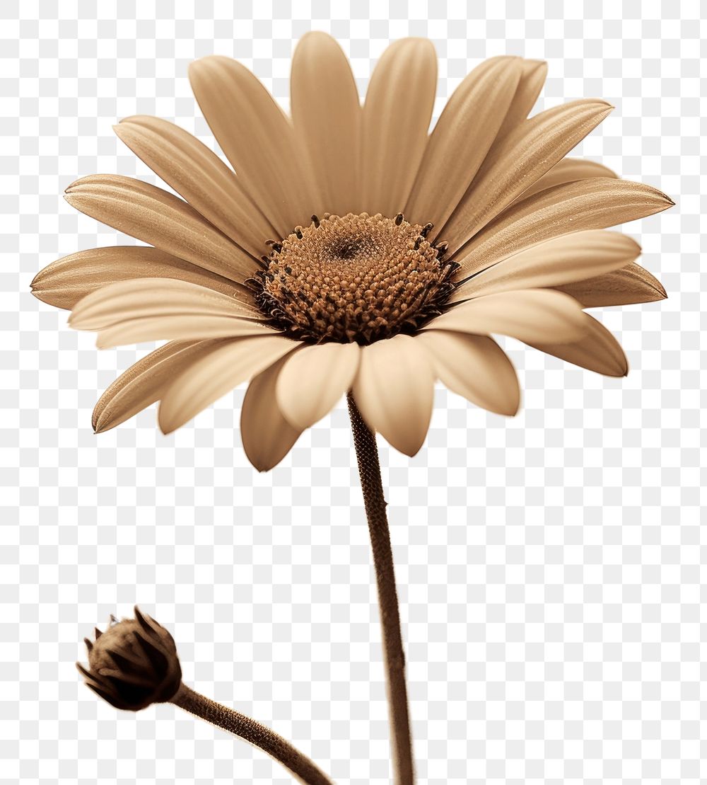 PNG  Spring daisy flower petal plant. AI generated Image by rawpixel.
