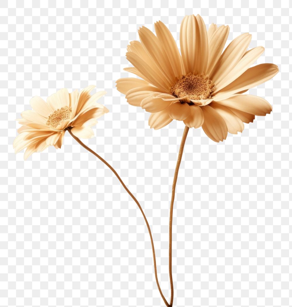 PNG Spring daisy flower petal plant. AI generated Image by rawpixel.