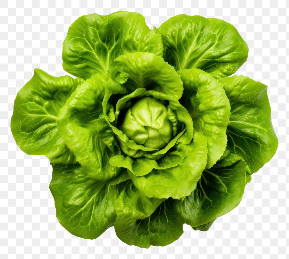 PNG  Fresh lettuce vegetable plant food. AI generated Image by rawpixel.
