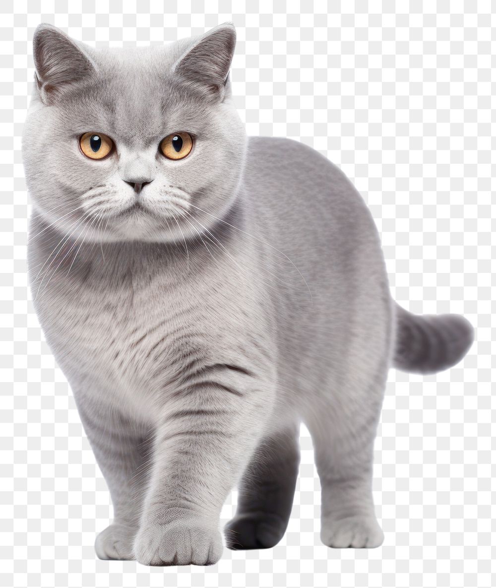 PNG  A british shorthair cat in embroidery style mammal animal kitten. AI generated Image by rawpixel.