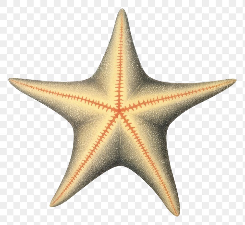 PNG  A star fish starfish invertebrate illuminated. AI generated Image by rawpixel.