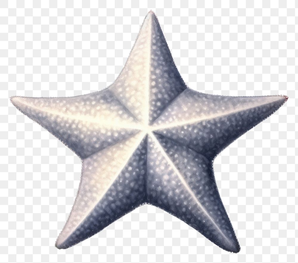PNG  A star fish outdoors nature night. AI generated Image by rawpixel.