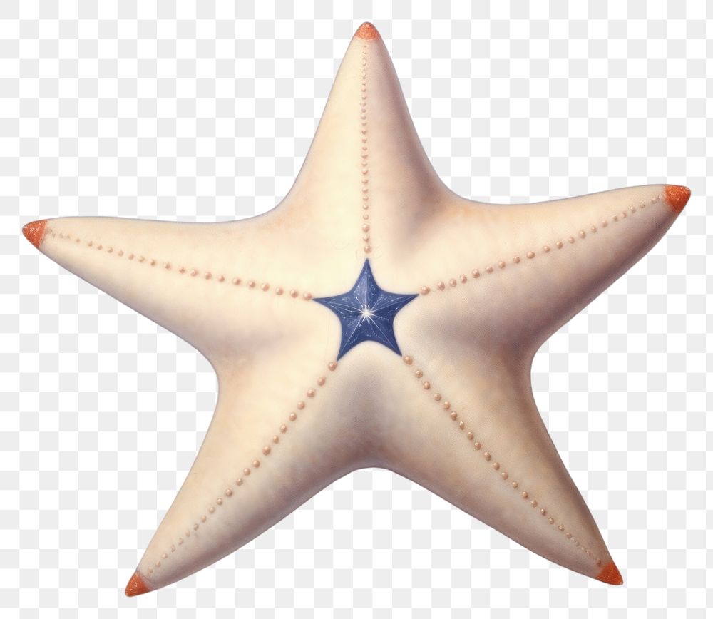 PNG  A star fish starfish invertebrate echinoderm. AI generated Image by rawpixel.