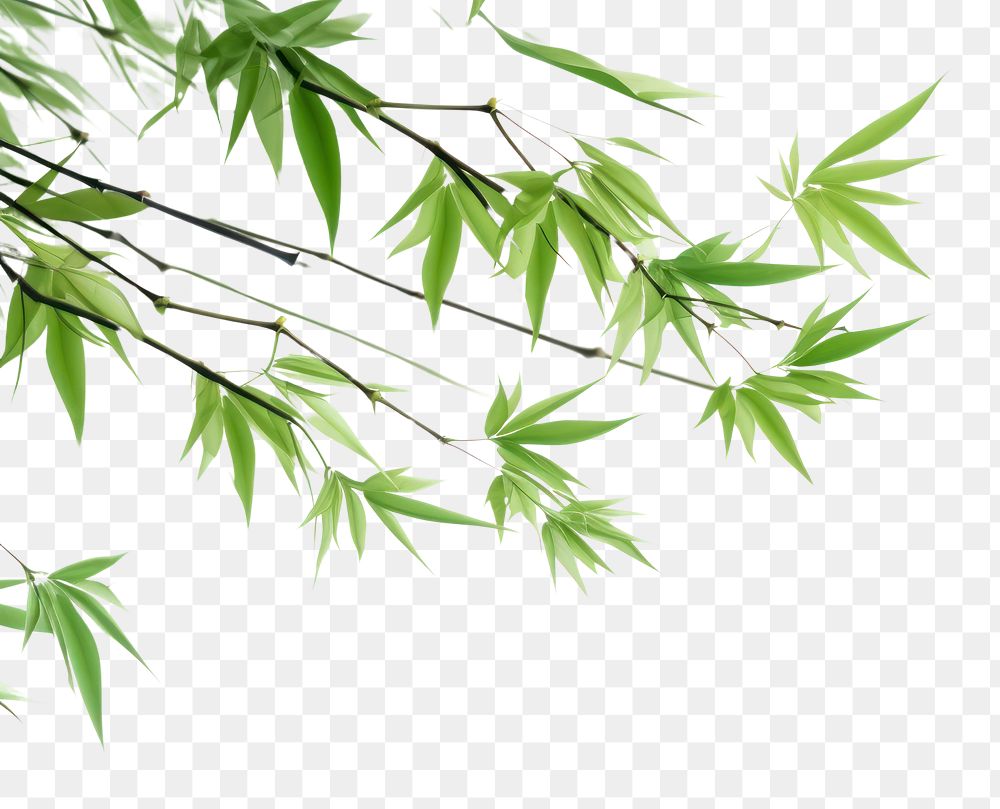 PNG  Bambooes backgrounds plant green. AI generated Image by rawpixel.
