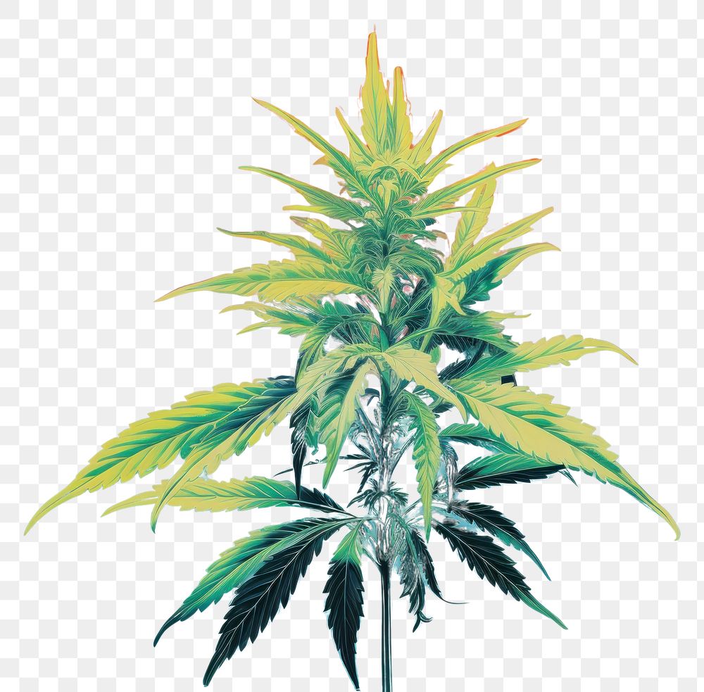 PNG Weed cannabis plant leaf. AI generated Image by rawpixel.