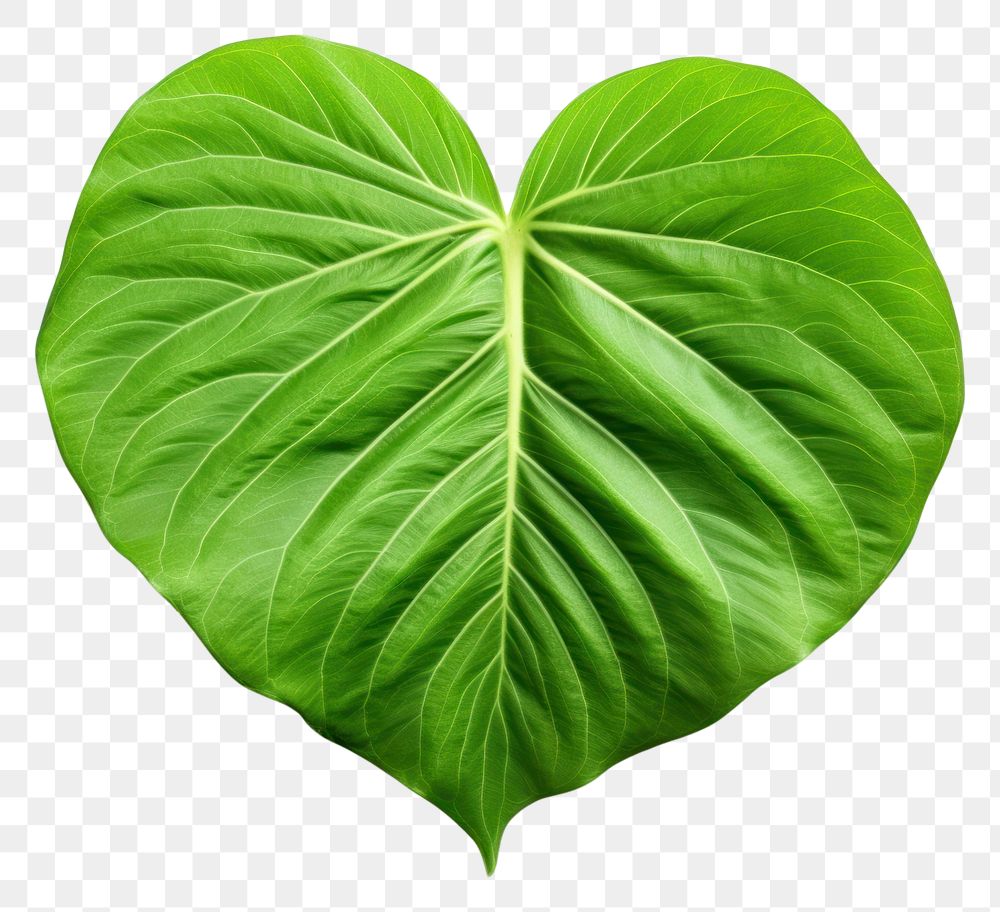 PNG  Green lea leaf plant white background. AI generated Image by rawpixel.