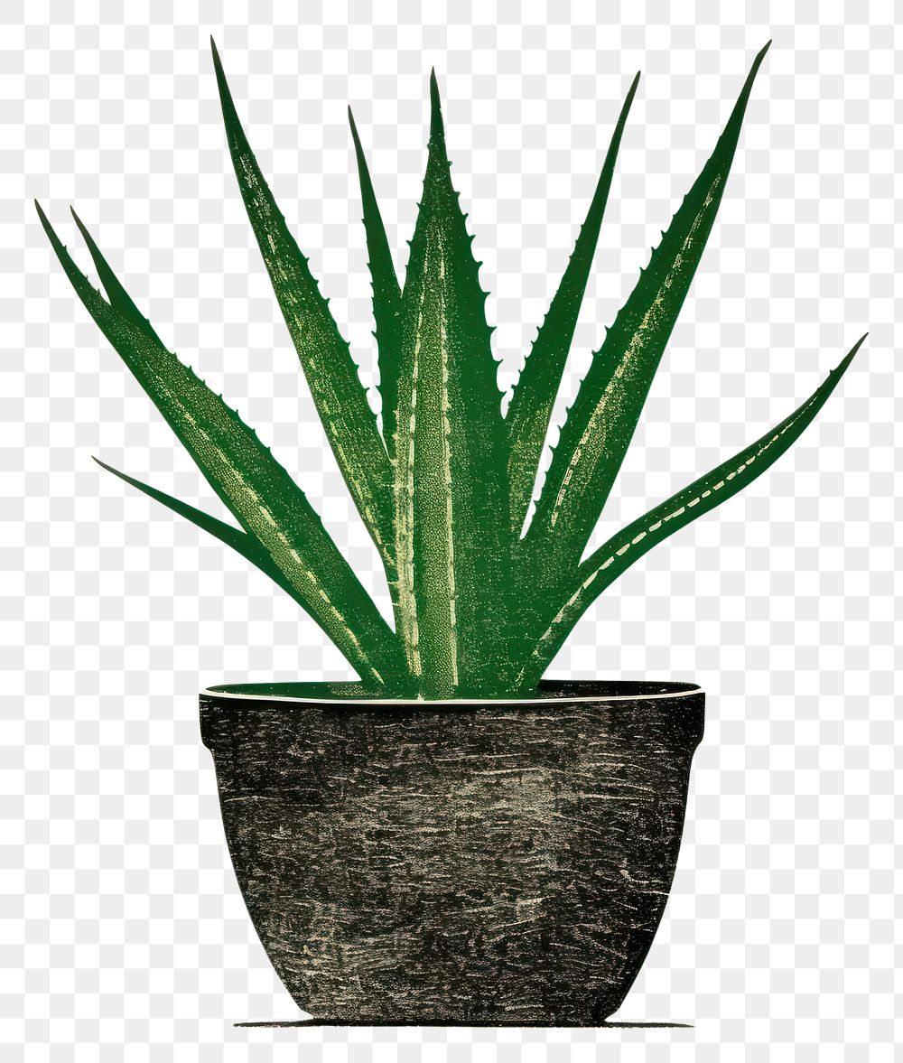 PNG Aloe vera in pot plant houseplant flowerpot. AI generated Image by rawpixel.