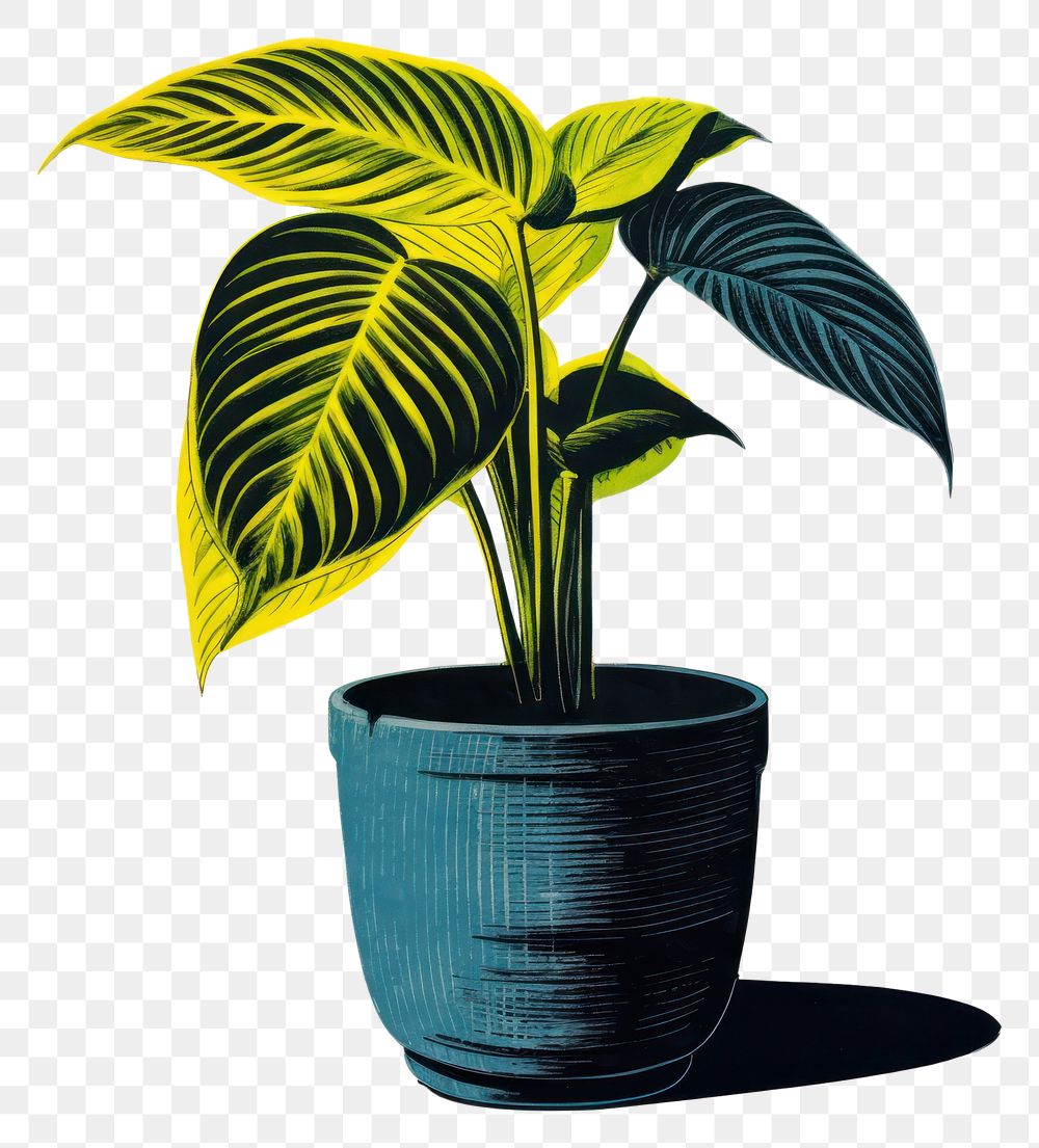 PNG Calathea in pot yellow plant leaf. AI generated Image by rawpixel.