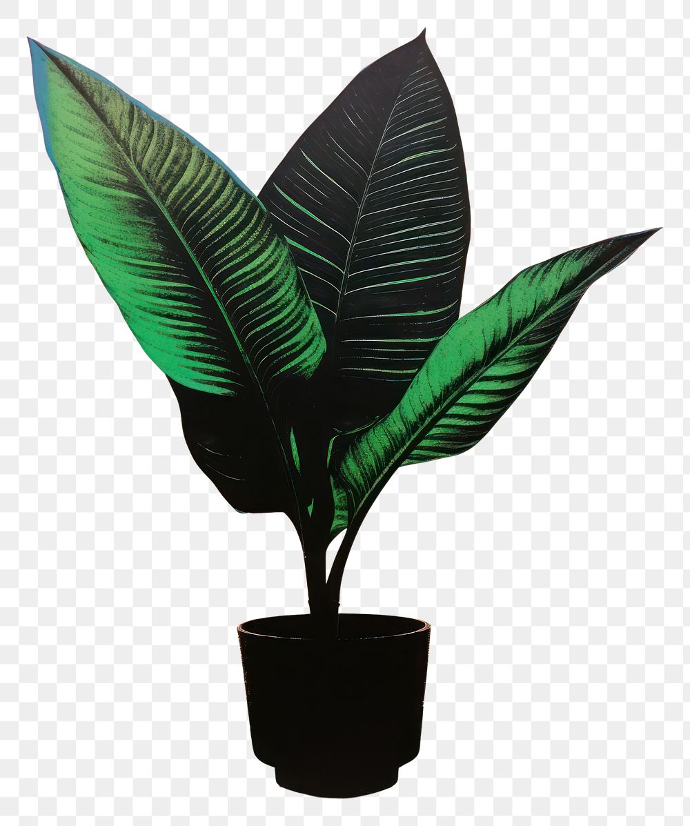 PNG Silkscreen of a calathea plant leaf art. AI generated Image by rawpixel.