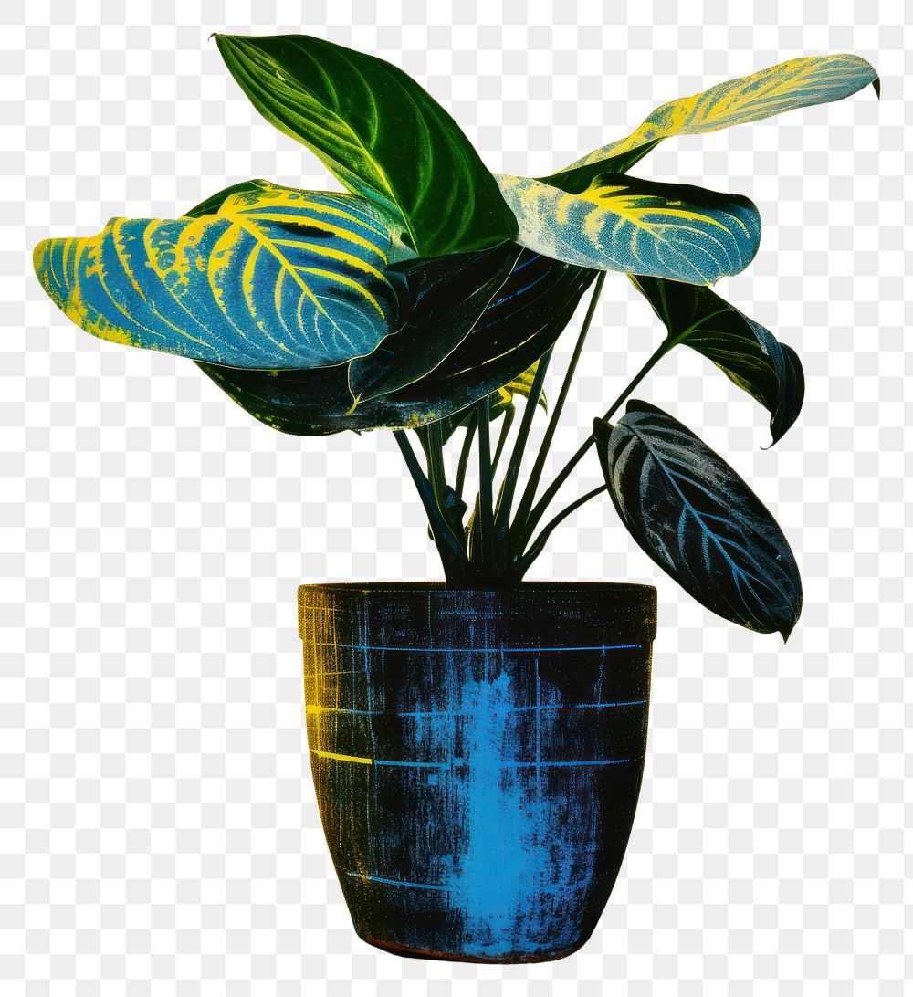 PNG Calathea in pot flower yellow plant. AI generated Image by rawpixel.