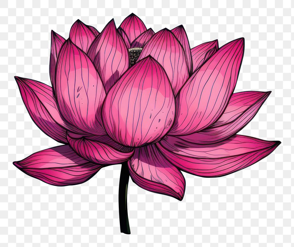 PNG  Lotus outdoors nature flower. AI generated Image by rawpixel.