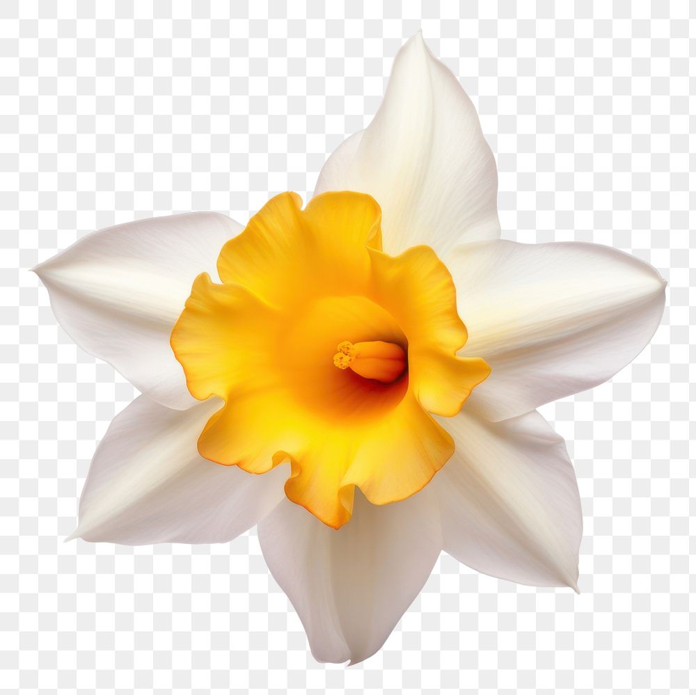 PNG  Daffodil daffodil flower plant. AI generated Image by rawpixel.