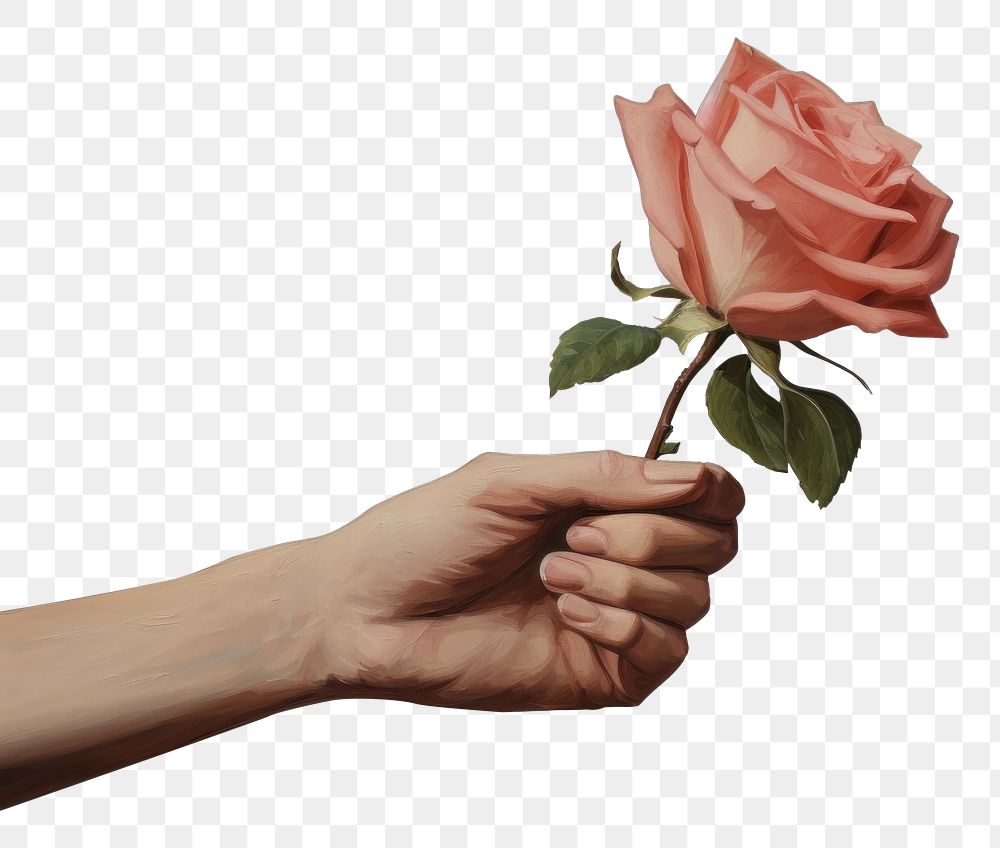 PNG Close up woman hand holding rose flower plant inflorescence