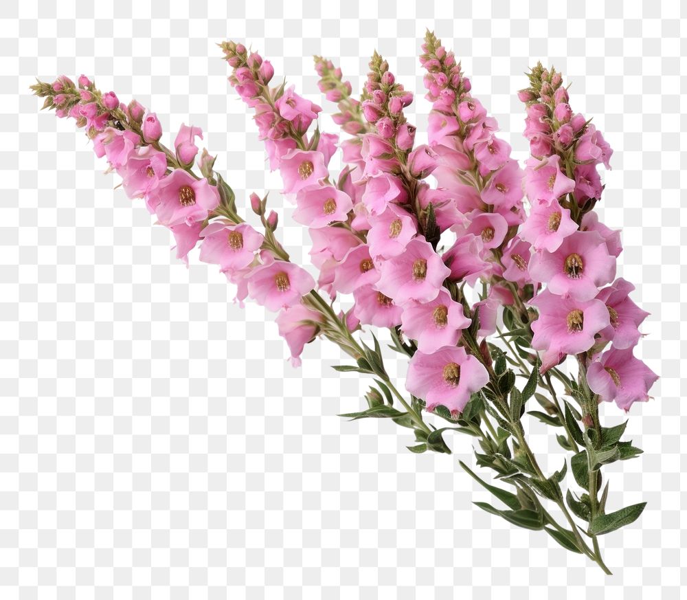 PNG Wildflower foxglove blossom plant. AI generated Image by rawpixel.